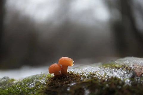 How Mushroom Benefits Can Enhance Your Health Journey