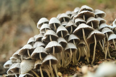 What Are the Benefits of Mushroom Gummies for Mental Clarity?